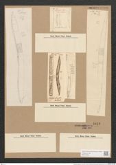 Hantzschia elongata Grun. (de-Toni-Nr.: Genus 50, Species 2206) Zeichnungen Sammlung Grunow Nr. 4613 (NHMW-BOT-W0372654)